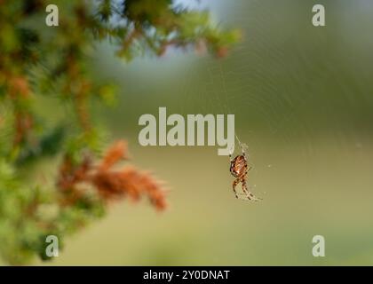 Garden spider hangs on a thin silk thread, against a green background in nature.Brown garden spider on web with blurred background. Stock Photo