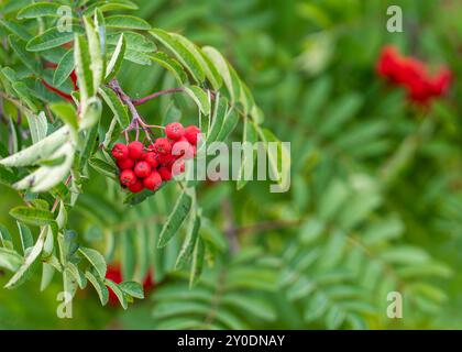 Red berries on a Rowan tree, Sorbus aucuparia. Autumn background. European mountain-ash, rowan tree (Sorbus aucuparia), branch with berries. Stock Photo