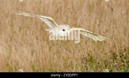 Barn Owl, Bedfordshire, UK Stock Photo