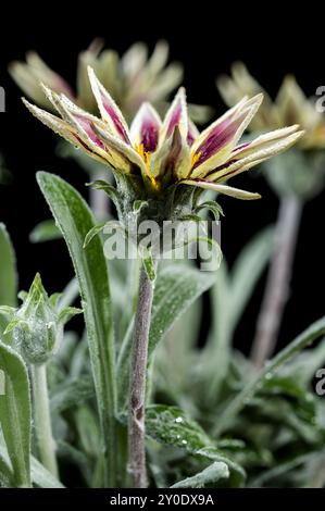 Blooming white Gazania on a black background Stock Photo