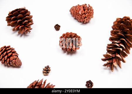 Various sized pinecones laid out on a white background Stock Photo