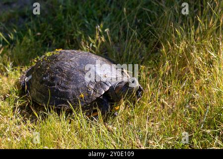 Turtle basking in the sun on grass, surrounded by greenery Stock Photo