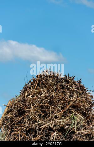 Cultivation of sugarcane where huge areas are cultivated and after harvesting will come sugar, alcohol and ethanol, Chiriqui, Panama - stock photo Stock Photo