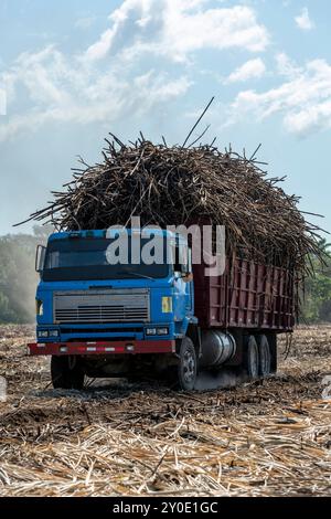 Cultivation of sugarcane where huge areas are cultivated and after harvesting will come sugar, alcohol and ethanol, Chiriqui, Panama - stock photo Stock Photo