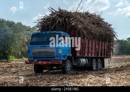 Cultivation of sugarcane where huge areas are cultivated and after harvesting will come sugar, alcohol and ethanol, Chiriqui, Panama - stock photo Stock Photo