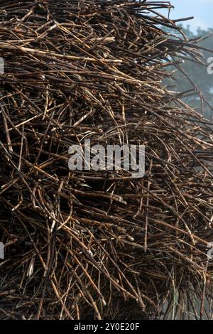 Cultivation of sugarcane where huge areas are cultivated and after harvesting will come sugar, alcohol and ethanol, Chiriqui, Panama - stock photo Stock Photo