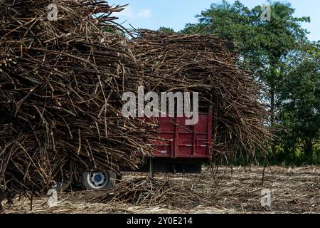 Cultivation of sugarcane where huge areas are cultivated and after harvesting will come sugar, alcohol and ethanol, Chiriqui, Panama - stock photo Stock Photo