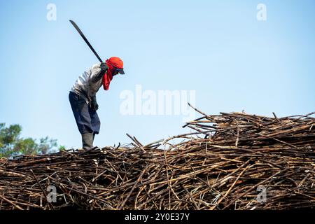 A man harvesting sugar cane in the field, Chiriqui, Panama  - stock photo Stock Photo