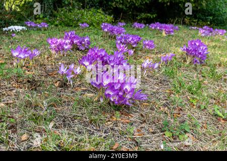 Autumn crocus, Colchicum autumnale, growing on the roadside, Kilmeston, Hampshire, UK Stock Photo