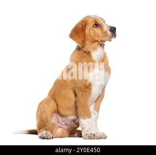 Portrait side view of a mixed breed dog looking away, Isolated on white Stock Photo