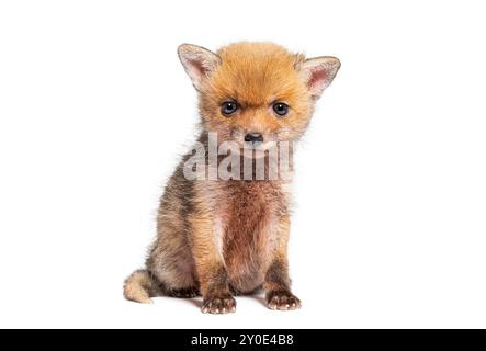 Sitting five weeks old Red fox cub looking at the camera, isolated on white Stock Photo