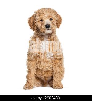 Labradoodle dog, crossbreed Poodle with labrador, looking at the camera, isolated on white Stock Photo