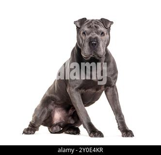 Grey Sitting Sharpei sitting and looking at the camera, isolated Stock Photo