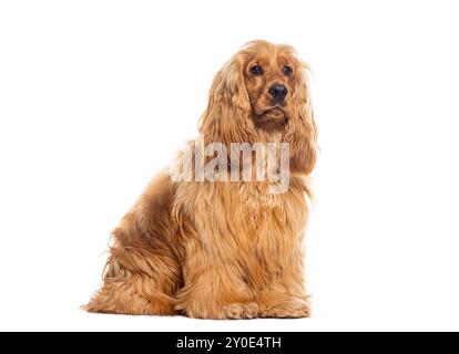 Sitting Red Cocker spaniel looking away, sitting, isolated on white Stock Photo