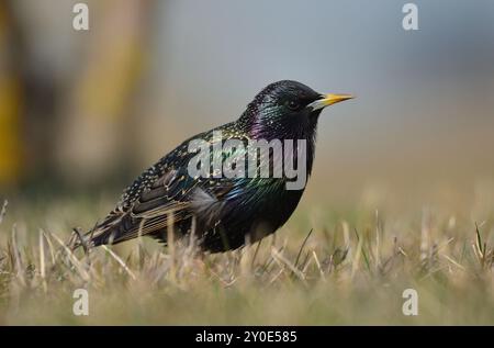 Male starling in springtime Stock Photo