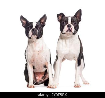 Two Boston terrier dogs together, isolated on white Stock Photo
