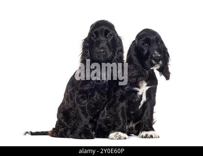 Two Puppies English cocker, four months old, isolated on white Stock Photo
