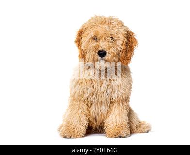 Cockapoo sitting mix poodle with cocker, isolated on white Stock Photo