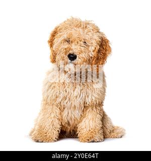 Cockapoo sitting mix poodle with cocker, isolated on white Stock Photo