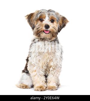 Happy Biewer Yorkshire Terrier panting mouth open sitting isolated on white Stock Photo