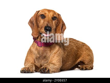 Dachshund lying down wearing a red collar, panting, isolated on white Stock Photo