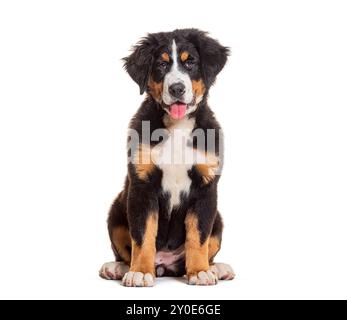 Puppy four months old Bernese mountain dog sitting panting, isolated on white Stock Photo