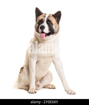 American Akita panting, isolated on white Stock Photo