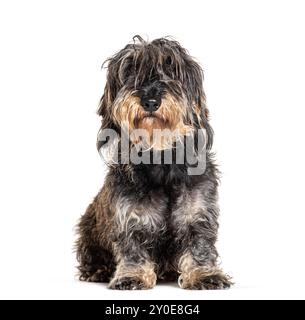 Long haired Dachshund sitting, isolated on white Stock Photo
