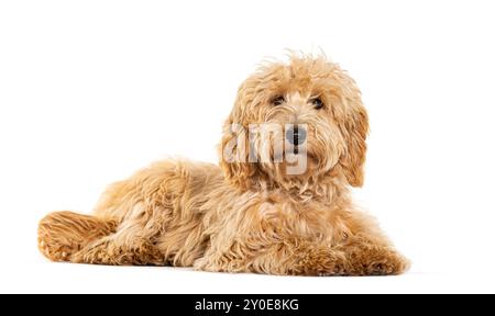 Labradoodle looking at the camera, isolated on white Stock Photo
