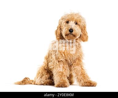 Labradoodle looking at the camera, isolated on white Stock Photo