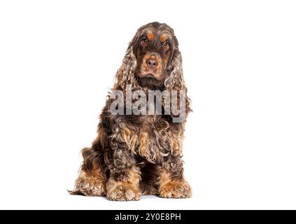 Sitting English cocker spaniel looking at the camera, isolated on white Stock Photo
