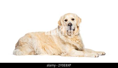 Lying down Golden retriever, isolated on white Stock Photo