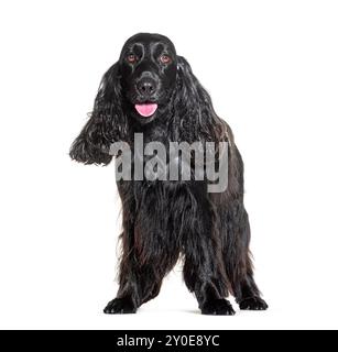 Panting Black Cocker spaniel standing in front of white Stock Photo