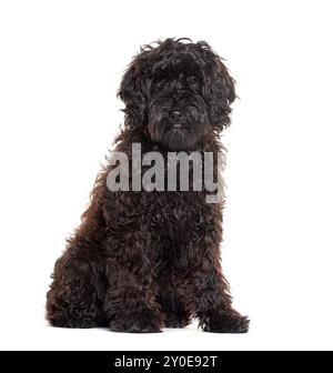 Sitting black Labradoodle looking at the camera, isolated on white Stock Photo