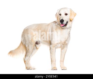 Side view of a Golden retriever panting and standing in front, isolated on white Stock Photo