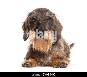 Long haired Dachshund, isolated on white Stock Photo