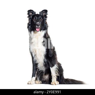 Sitting Black and white Border Collie panting, sitting, isolated on white Stock Photo