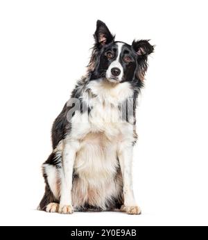 Border Collie, isolated on white Stock Photo