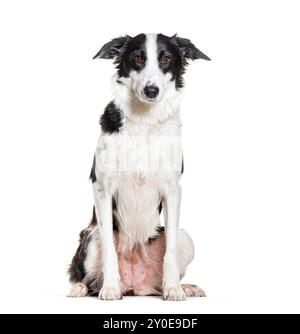 Sitting border collie, isolated on white Stock Photo