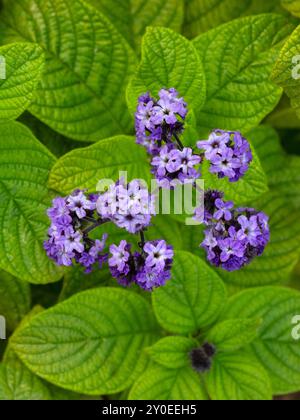 Closeup of flowers of Cherry Pie plant (Heliotropium arborescens 'Lord Roberts') in a garden in summer Stock Photo