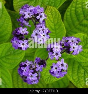 Closeup of flowers of Cherry Pie plant (Heliotropium arborescens 'Lord Roberts') in a garden in summer Stock Photo