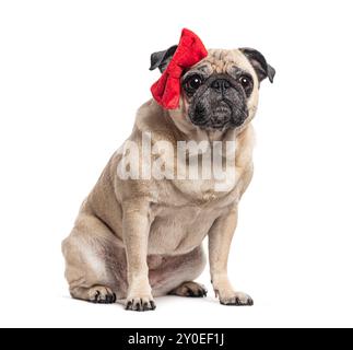 Sitting Pug with a red bow, isolated on white Stock Photo