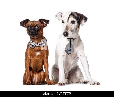 Dogs wearing bow tie and cravat, Isolated on white Stock Photo
