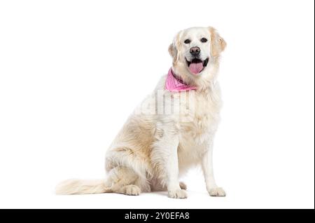 Panting Golden retriever wearing a pink scarf, isolated on white Stock Photo