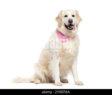 Panting Golden retriever wearing a pink scarf, isolated on white Stock Photo