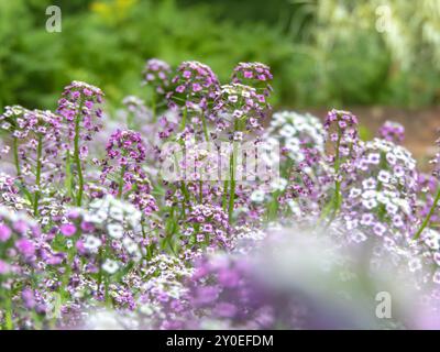 Purple and white flowers of Lobularia maritima. Alyssum maritimum ...