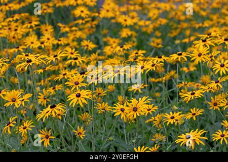 Black-eyed Susan bright yellow flowers in the garden on the flowerbed.  Rudbeckia hirta ornamental garden plant. Rudbeckia flower heads with black cen Stock Photo