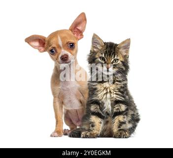 Chihuahua puppy and a norwegian forest cat kitten sitting on a white background Stock Photo
