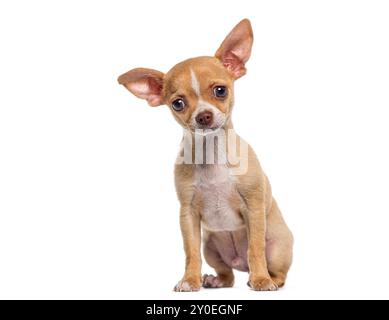 Small tan and white short haired Chihuahua puppy, dog puppy, 3 months old, isolated on white Stock Photo