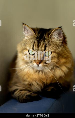 Fluffy domestic cat with green eyes on a blue sofa. Stock Photo